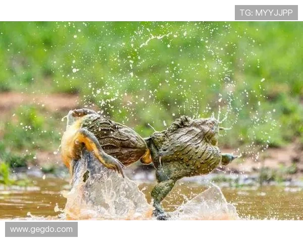 费拉拉鹰客战莱尼亚诺青蛙争夺三分
